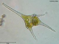 dinoflagellates .jpg (200x150; 6956 bytes)